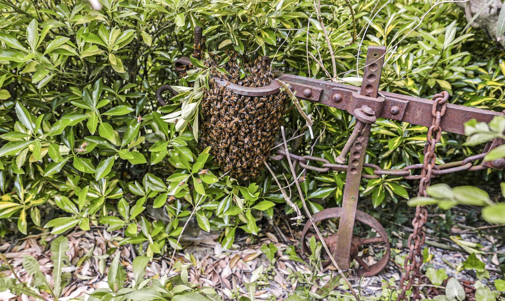 essaim naturel d'abeilles à la campagne photo