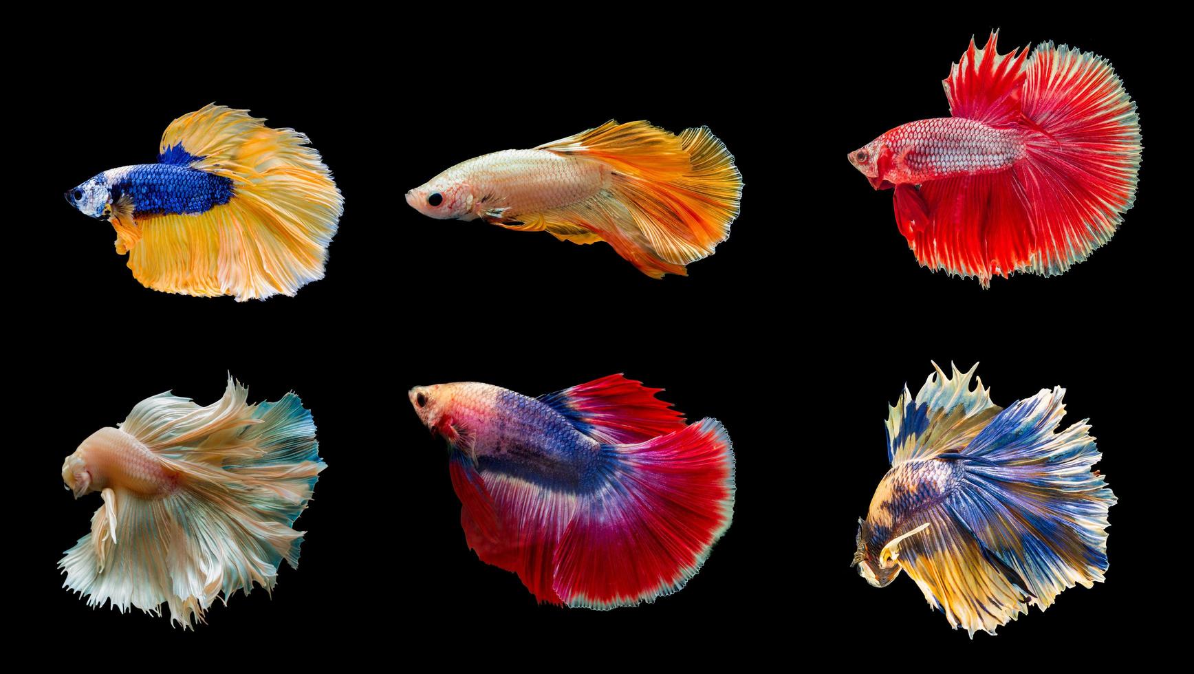 Collection de poissons betta thaïlandais colorés poissons de combat siamois isolé sur fond noir photo