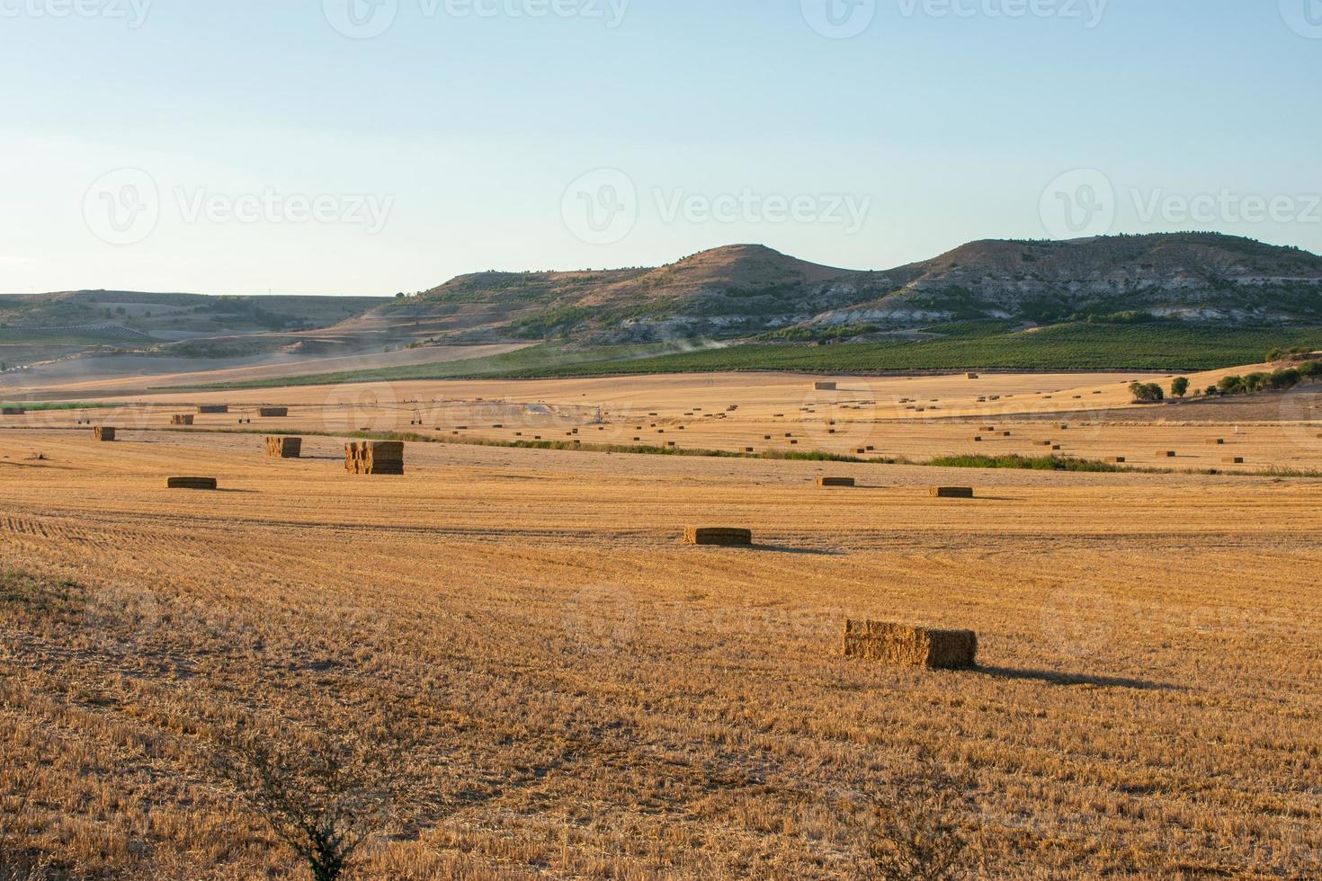 Champ semé de céréales sur une journée ensoleillée avec ciel bleu photo