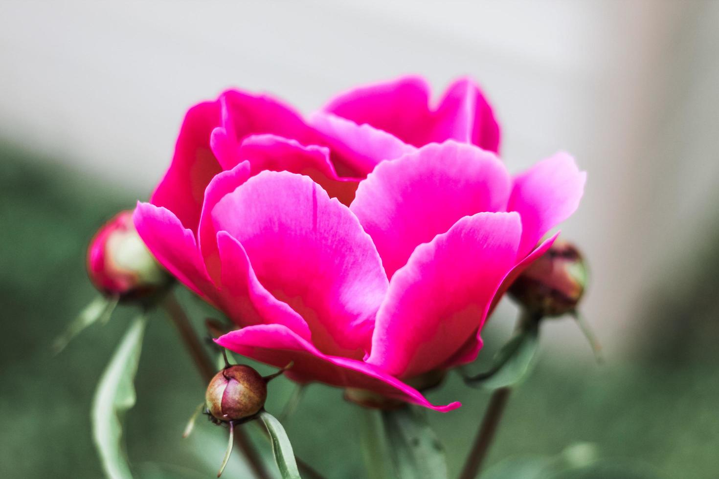pivoine rose en fleur photo