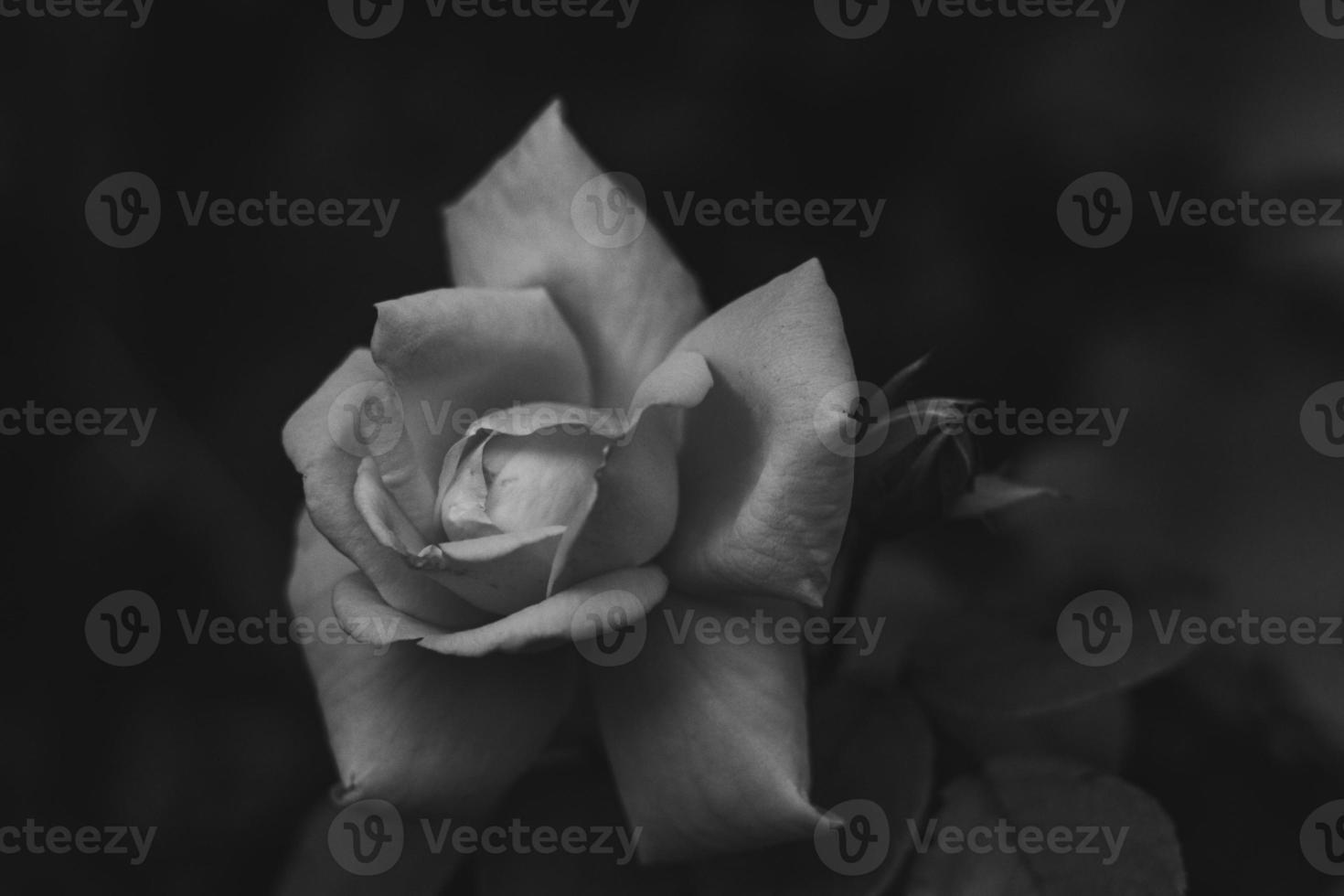 photo en niveaux de gris de fleur