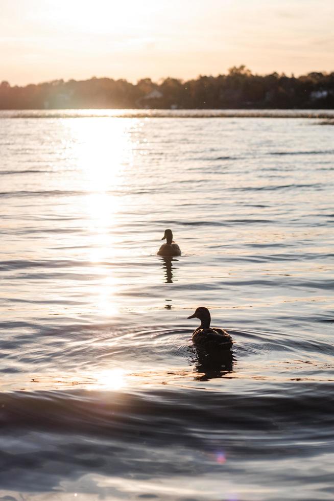 Deux canards bruns sur un plan d'eau pendant la journée photo