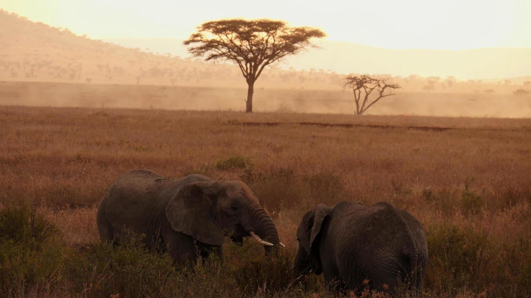 Mère éléphant d'Afrique avec un bébé éléphant mangeant la végétation de la savane africaine pendant le coucher du soleil photo
