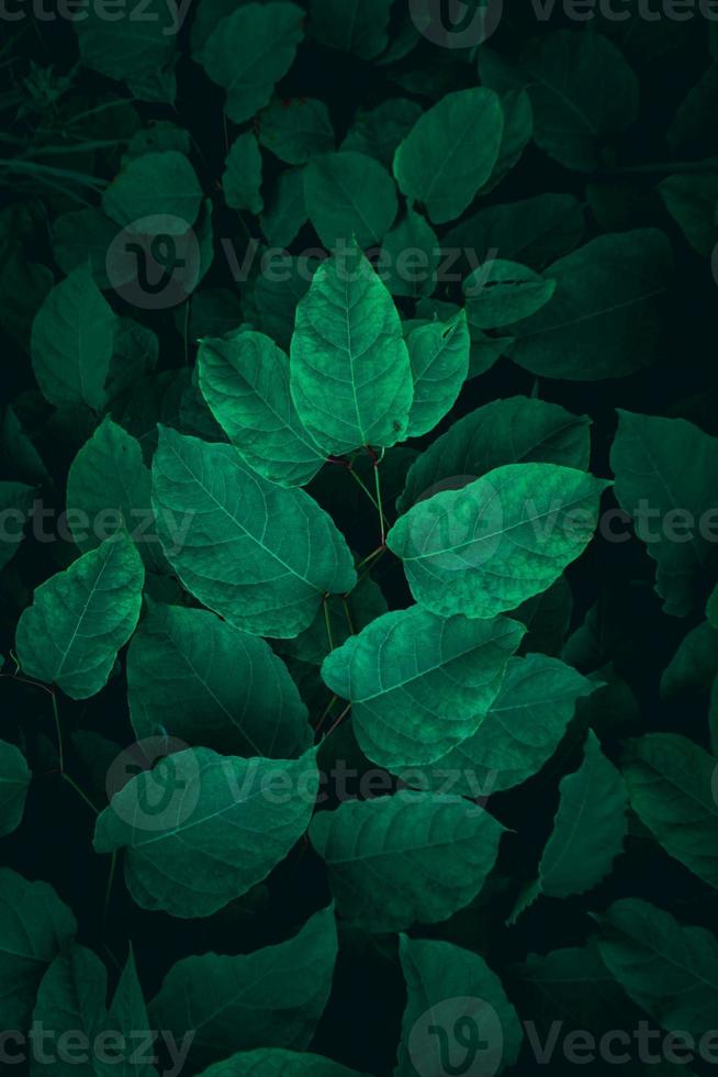 feuilles de plantes vertes au printemps photo