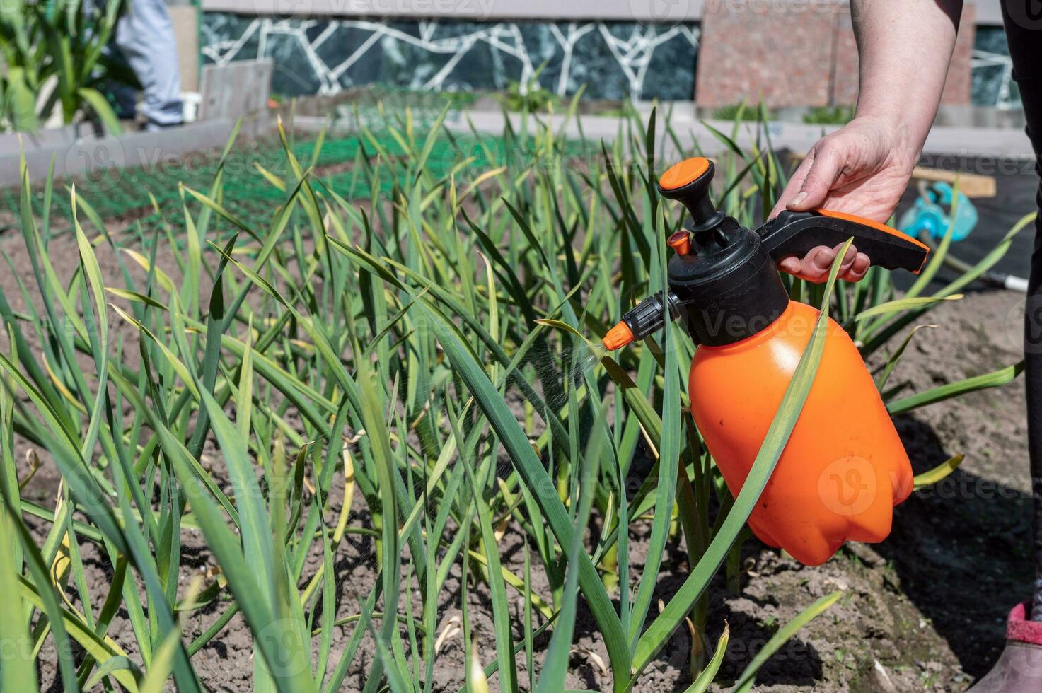 le pulvérisateur d'eau des plantes en pots 2094137 Photo de stock