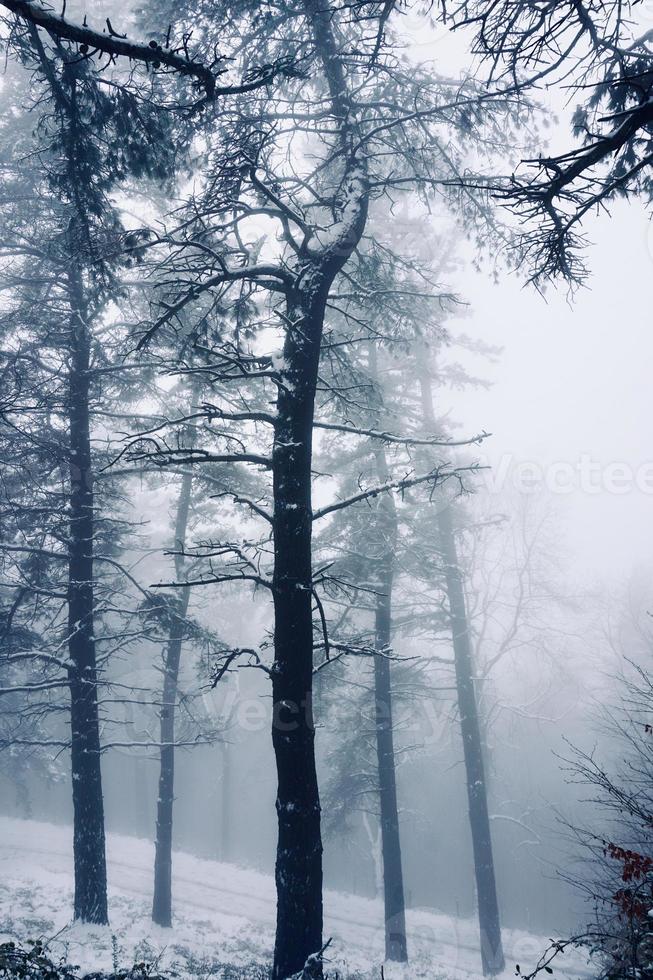 neige dans la montagne en hiver photo