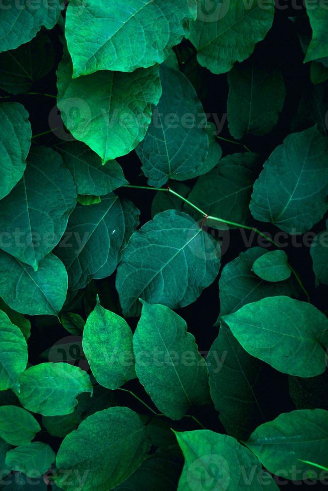 feuilles de plantes vertes au printemps photo