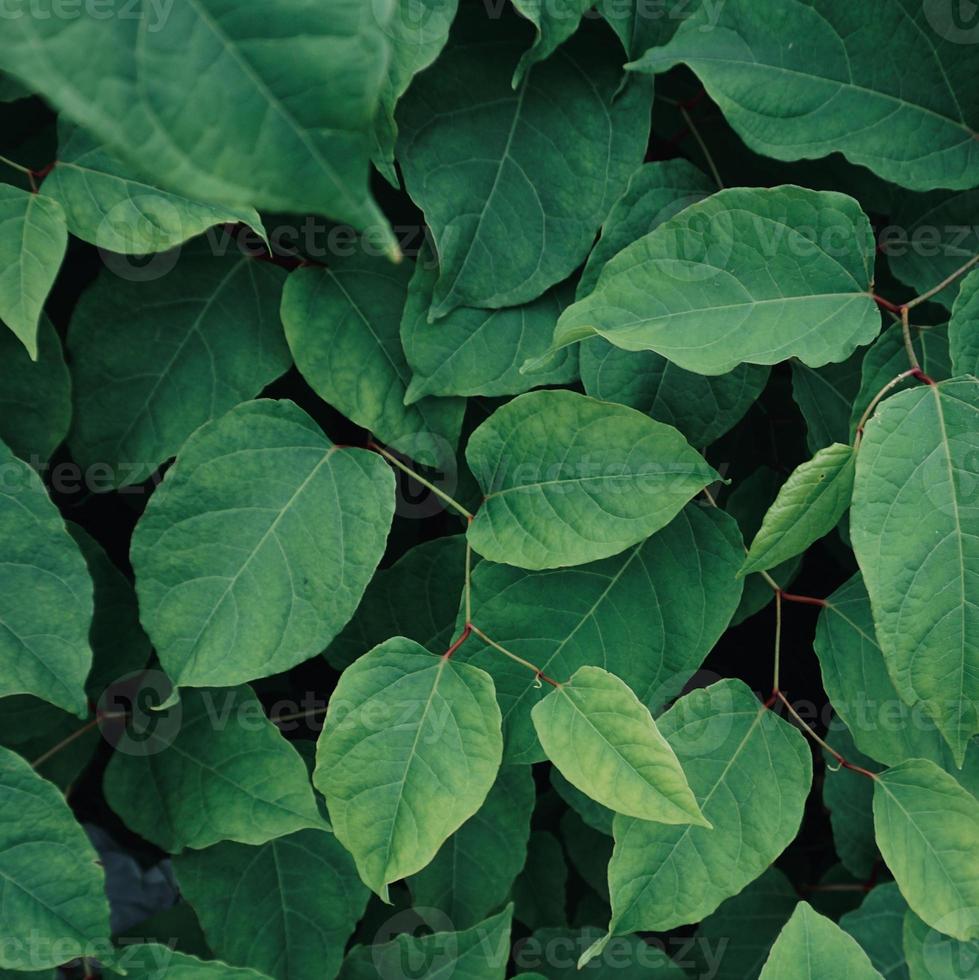 feuilles de plantes vertes au printemps photo