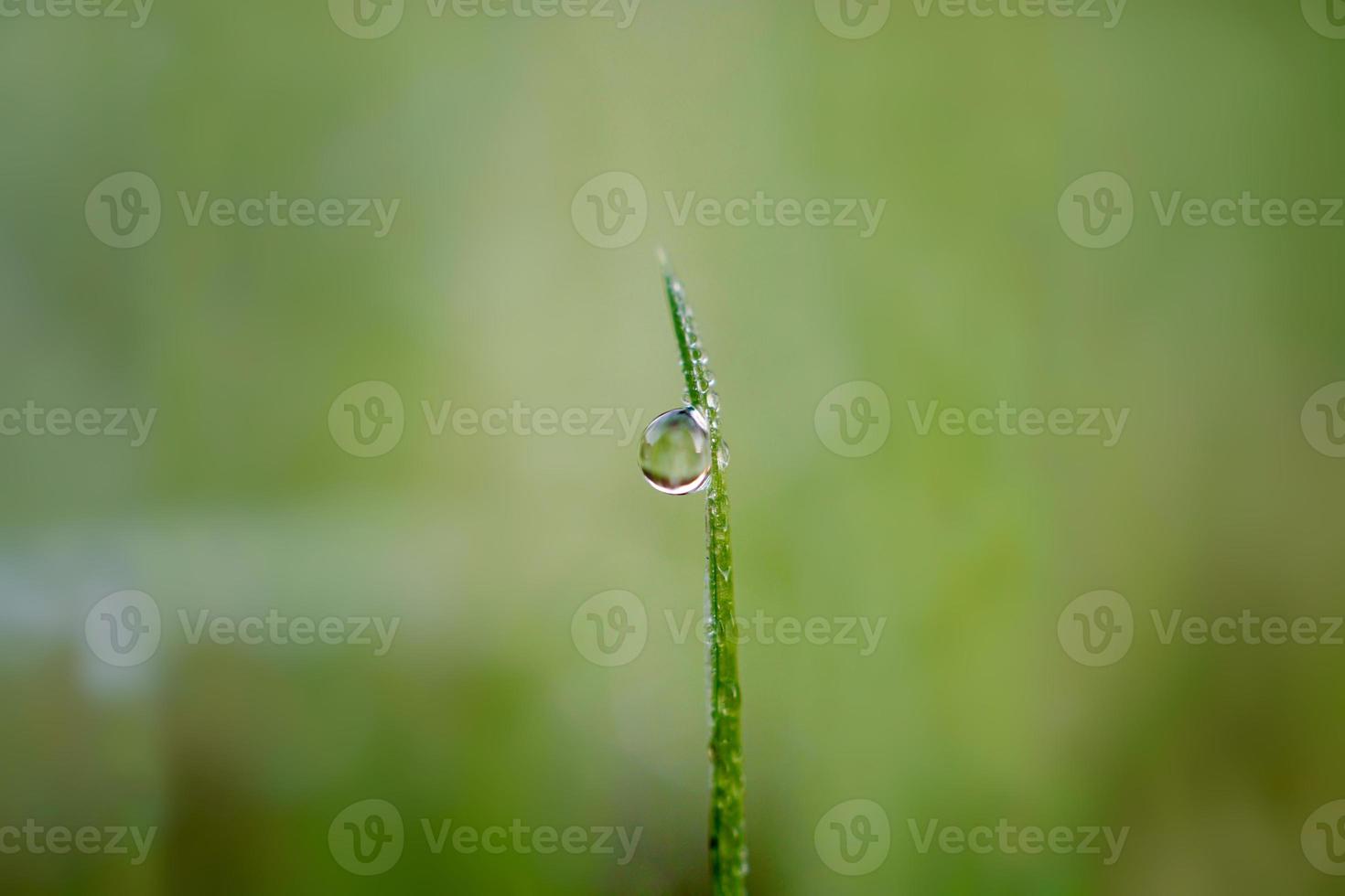 tomber sur l'herbe verte les jours de pluie photo