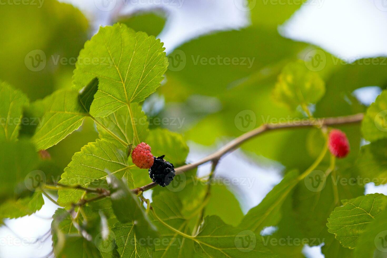 des fruits de le mûre arbre photo