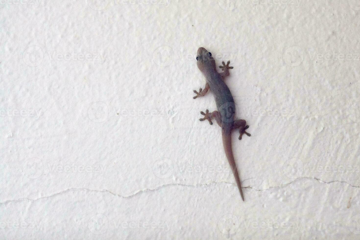 Gecko de la maison commune sur un mur photo