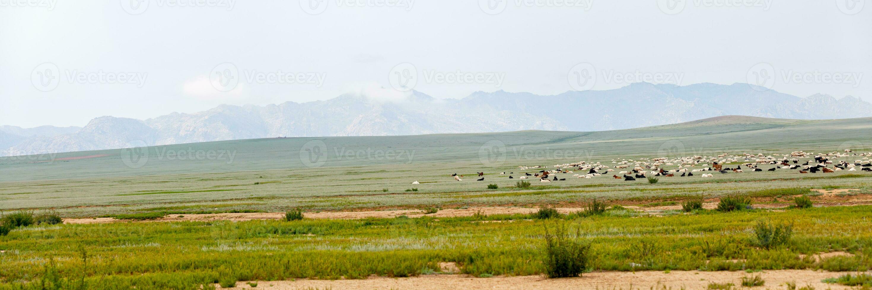 troupeau de mouton et chèvres pâturage dans le steppes de Mongolie photo