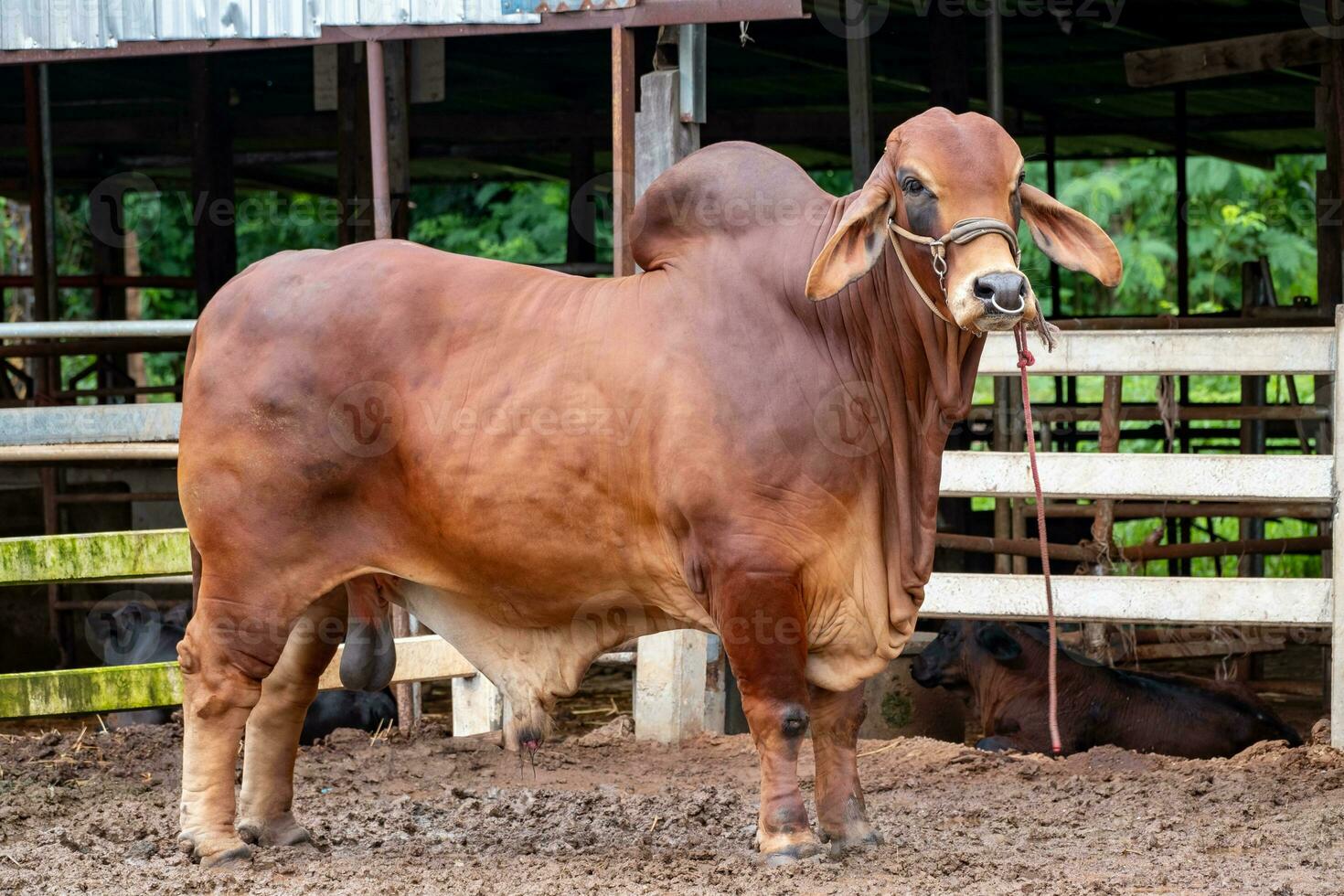 du boeuf bétail éleveur, américain brahmane rouge sur le sol dans le cadre, gros Masculin brahmane vache photo