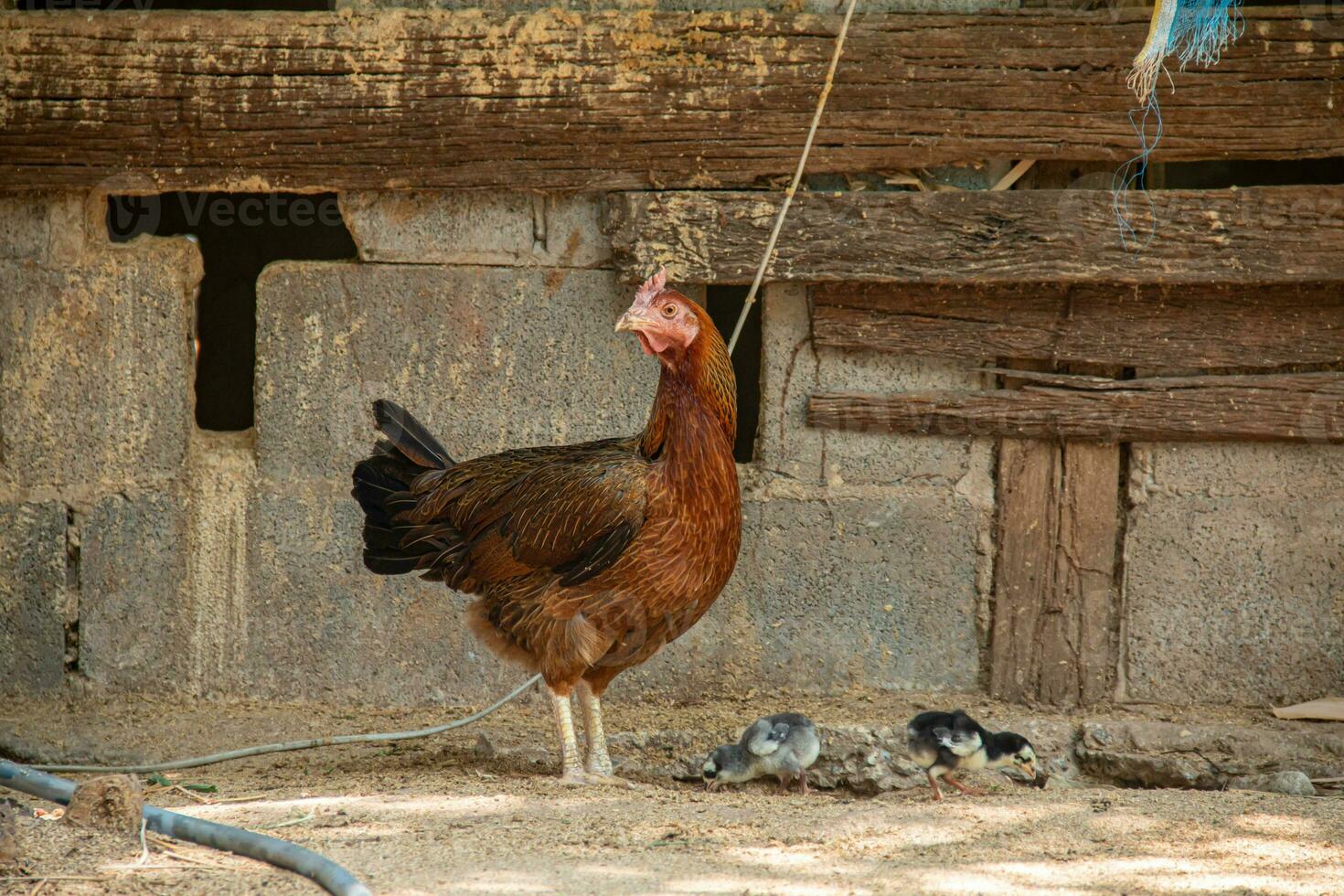 mère poule et sa Jeune à la recherche pour aliments. photo