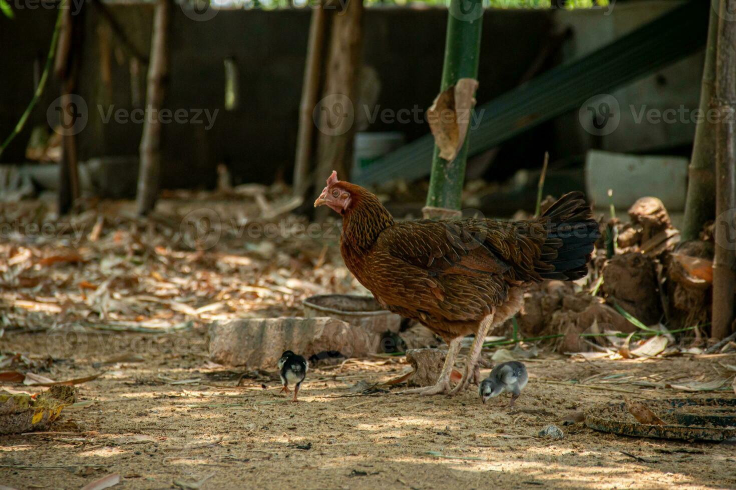 mère poule et sa Jeune à la recherche pour aliments. photo