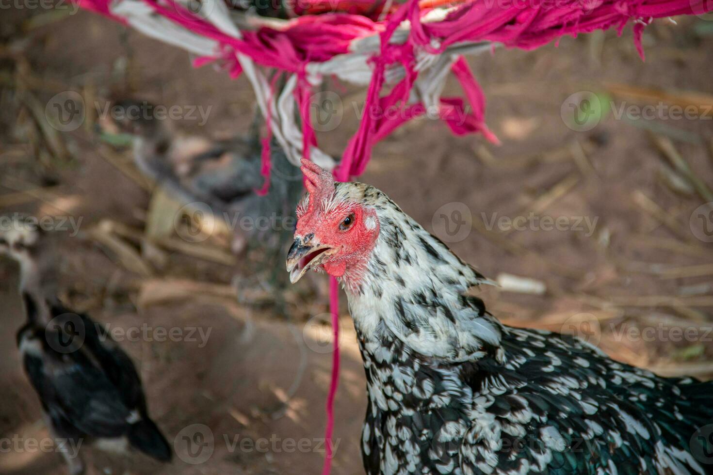 proche en haut poulet sur le ferme photo