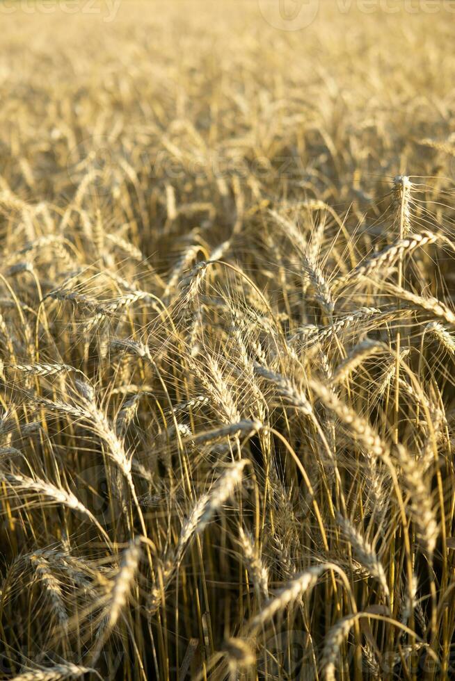 oreilles de blé croissance dans le champ. le concept de récolte. photo