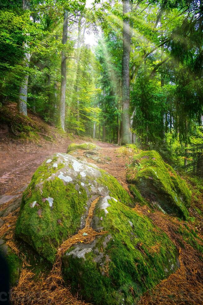 forêt randonnée dans Alsace forêt photo