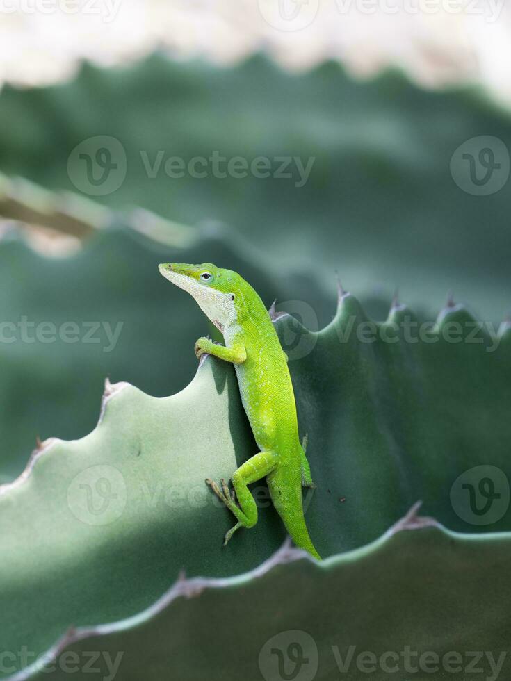 une lézard en train de regarder ses environnement. photo