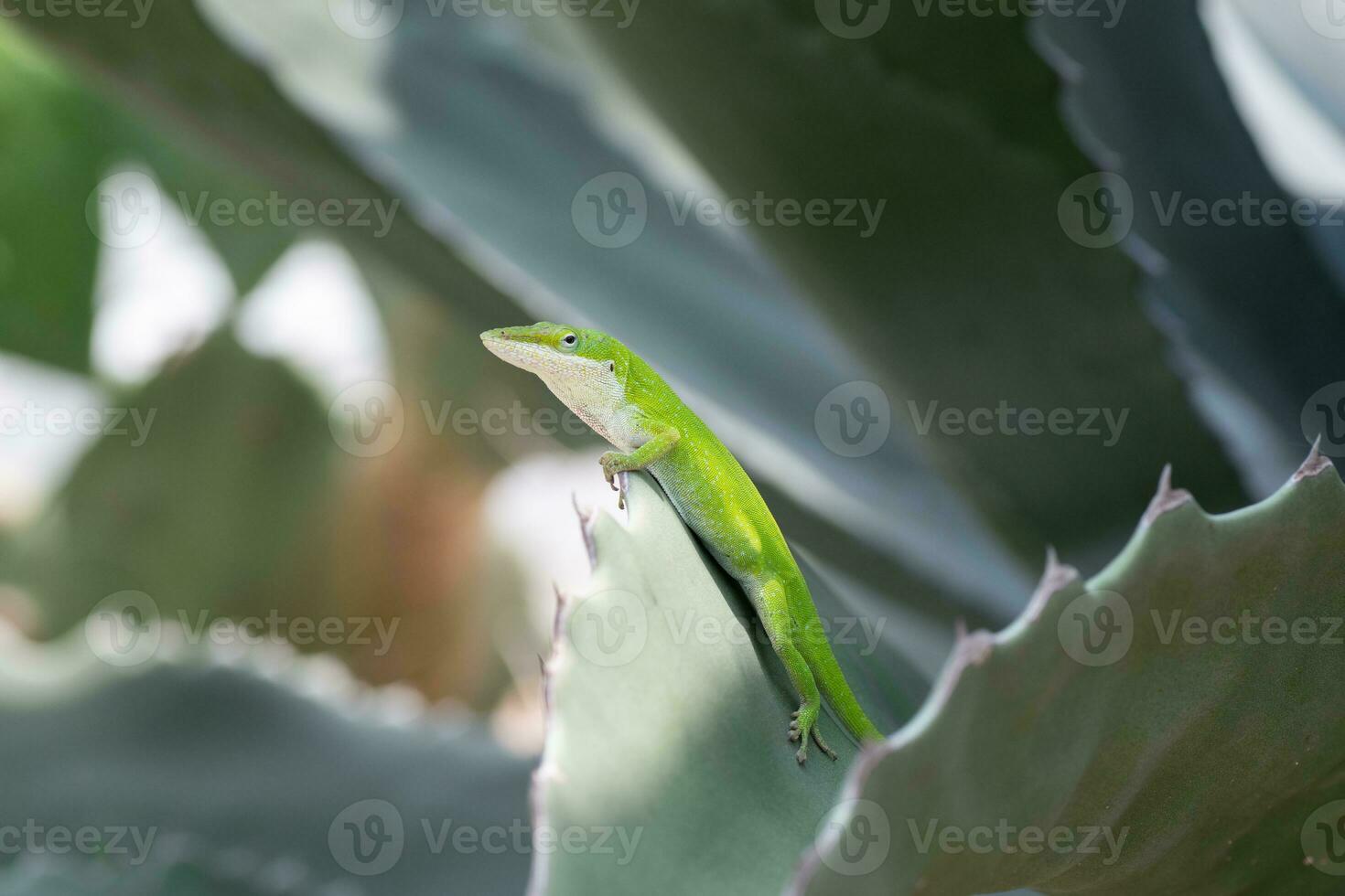 une mignonne vert lézard en train de regarder ses environnement. photo