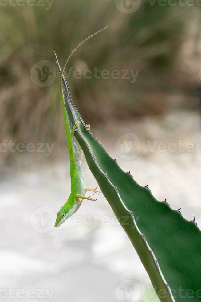 une lézard en train de regarder ses environnement comme il bloque à l'envers bas. photo