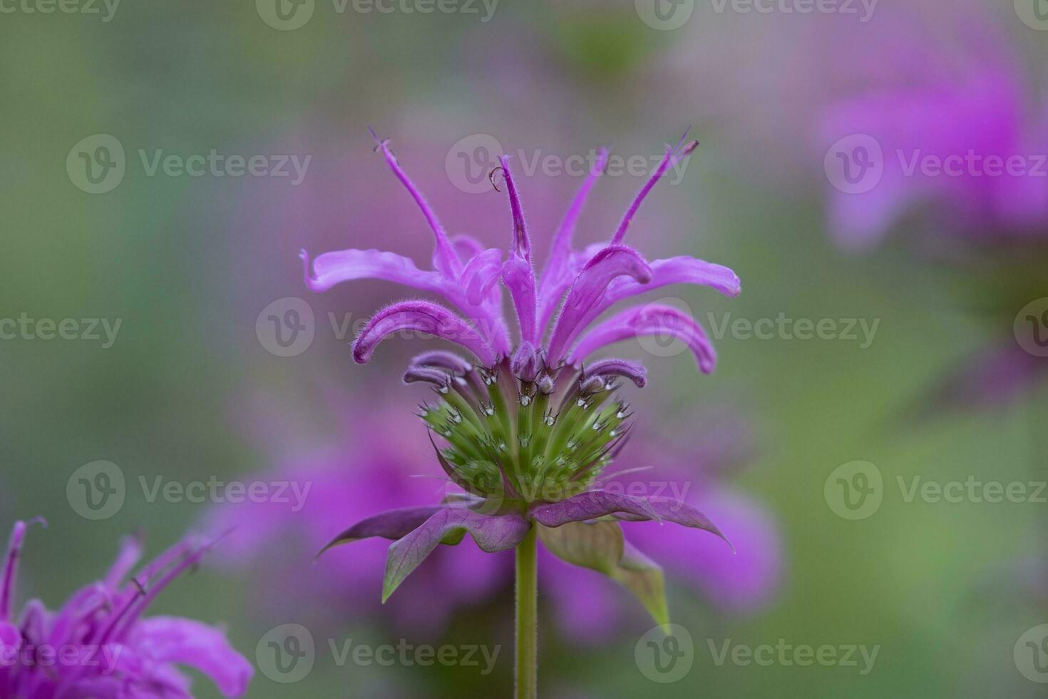 fleur de le abeille usine, souvent référé à comme bergamote. photo