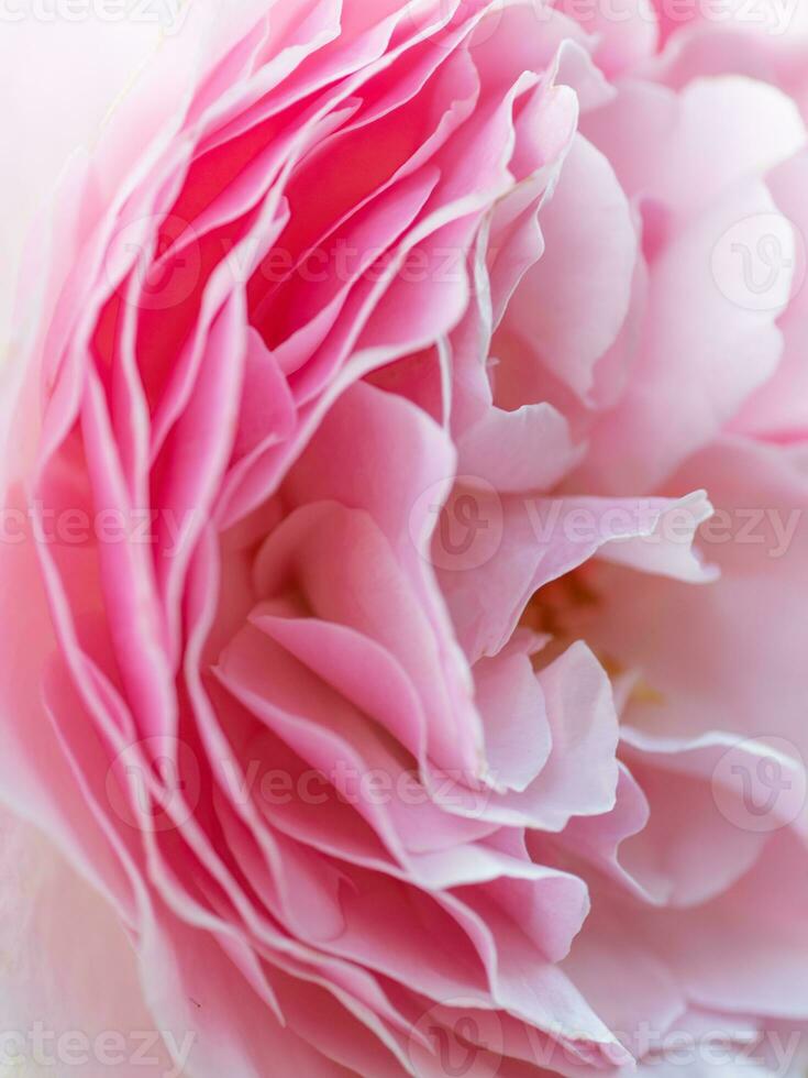 une défocalisé image de le doux rose couches de une fleur fleurir. photo