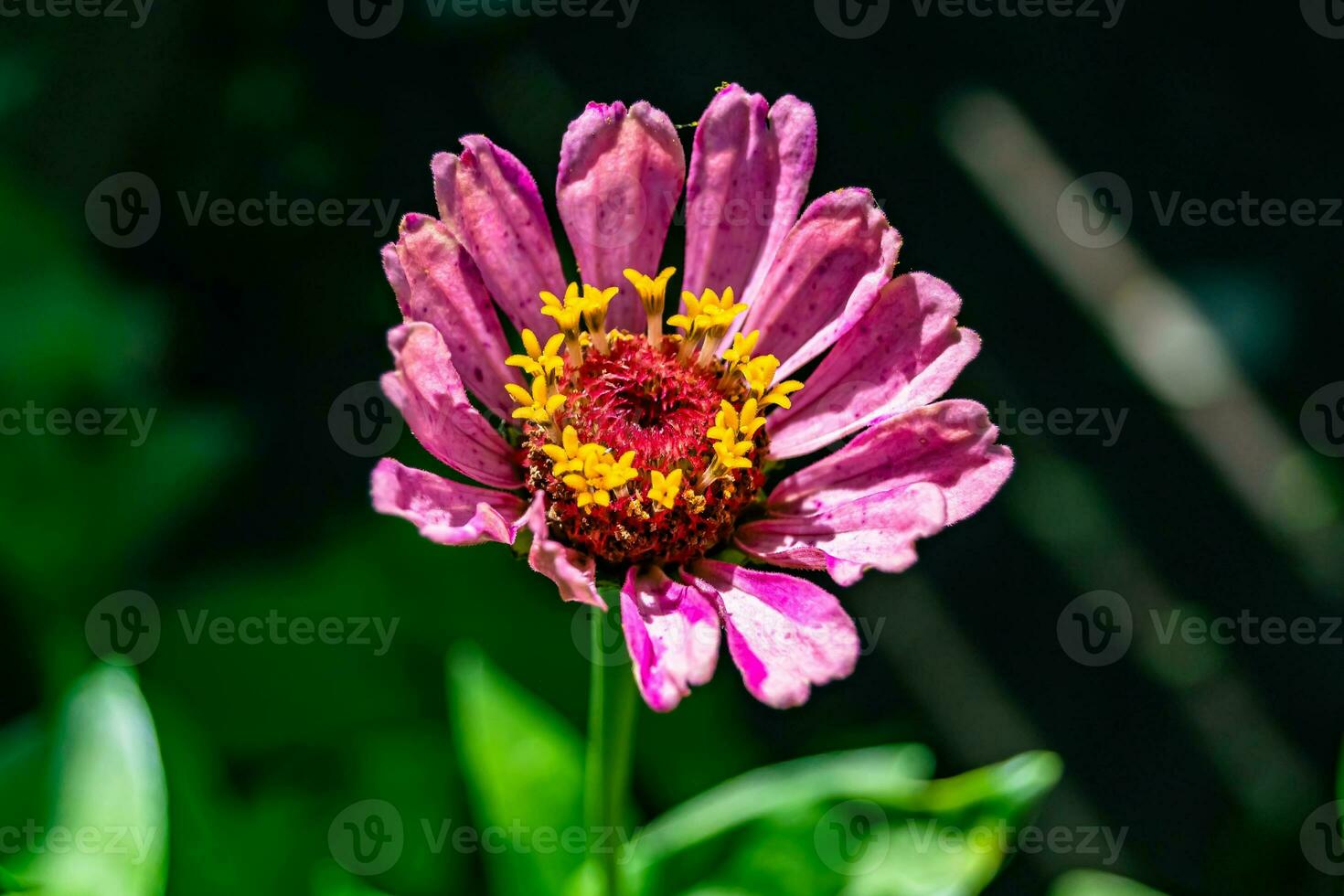 belle fleur sauvage zinnia elegans sur fond de prairie photo