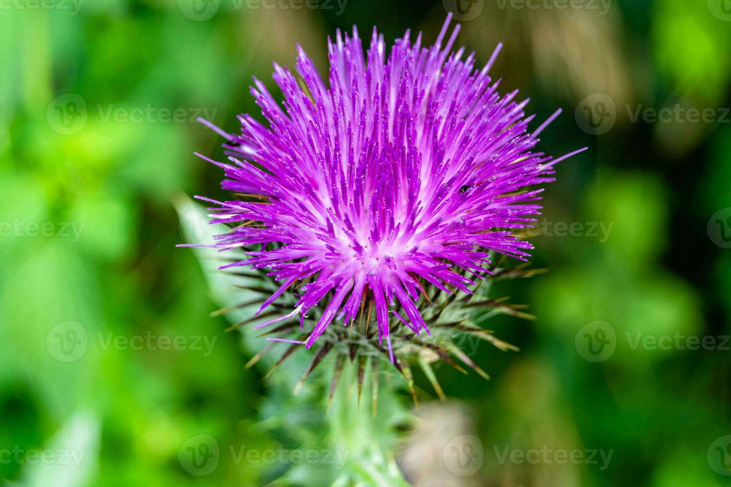 belle racine de fleur de plus en plus bardane chardon sur fond prairie photo