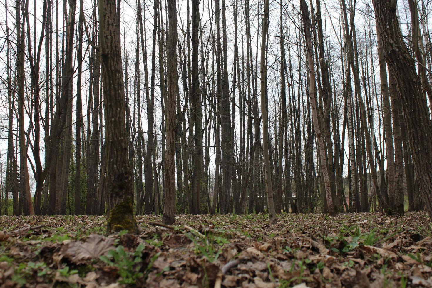 la forêt est encore au début du printemps photo