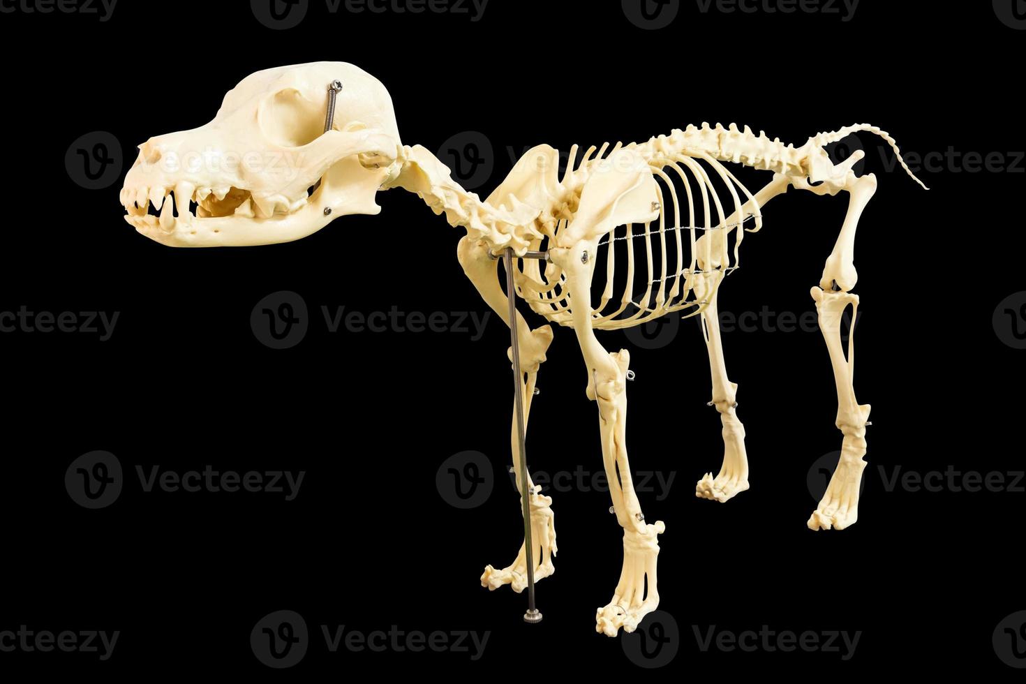 modèle de squelette de chien sur fond noir blanc photo