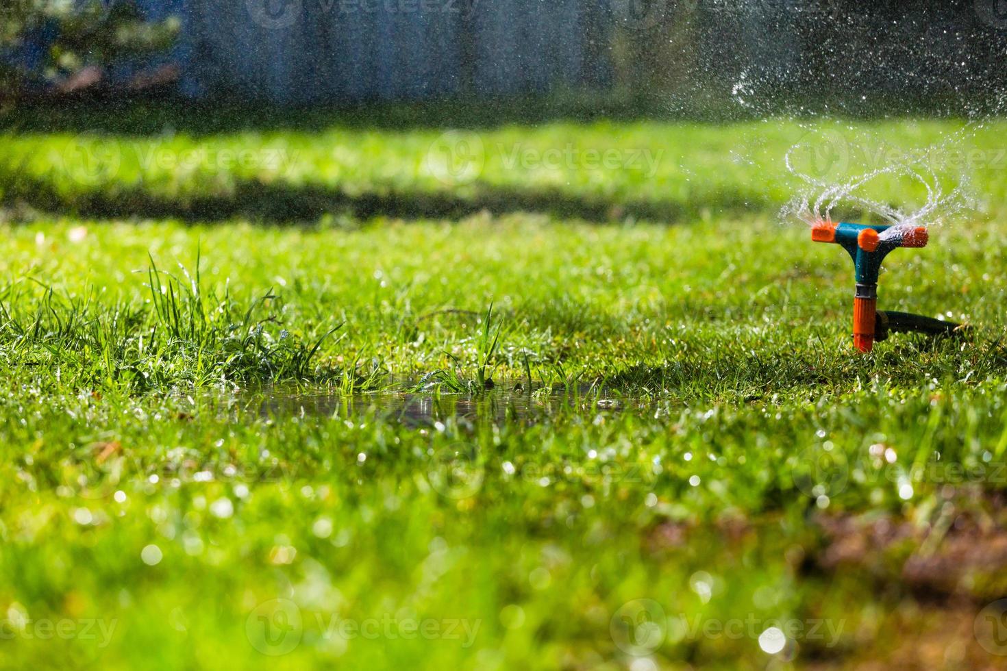 arrosage de l'herbe d'arrosage de jardin photo