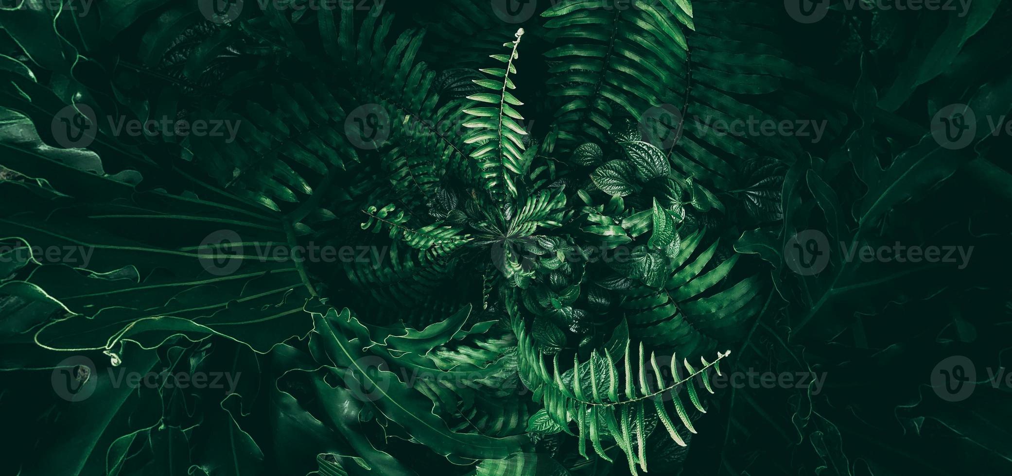 feuille verte tropicale dans un ton foncé photo
