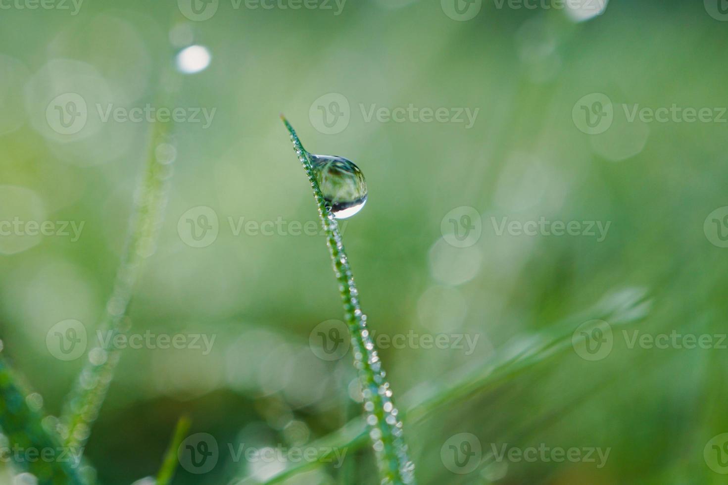 gouttes sur les feuilles d'herbe verte au printemps photo