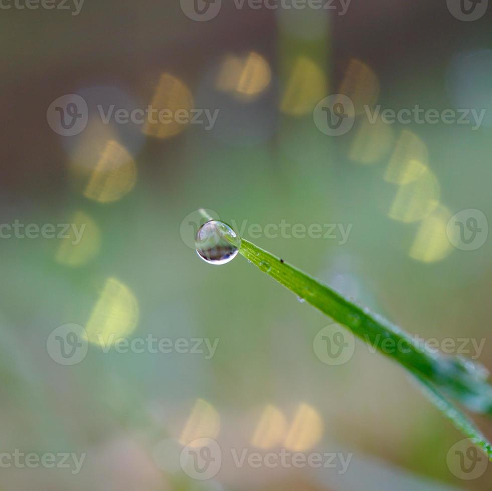 goutte de pluie sur les feuilles d'herbe verte les jours de pluie photo