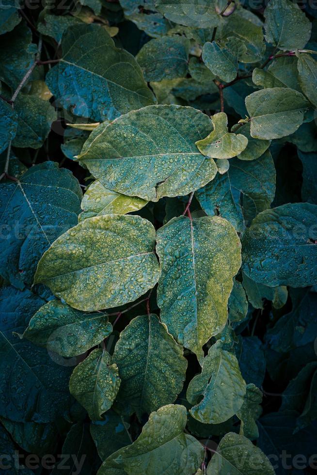 feuilles de plantes vertes au printemps photo