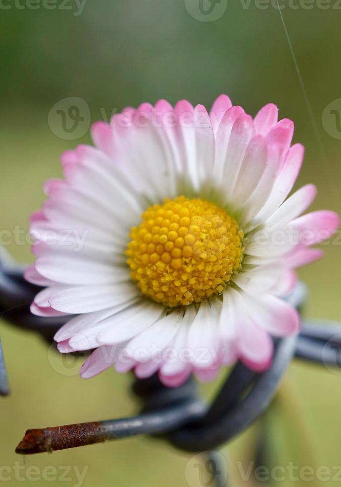 fleur de marguerite blanche et rose au printemps photo