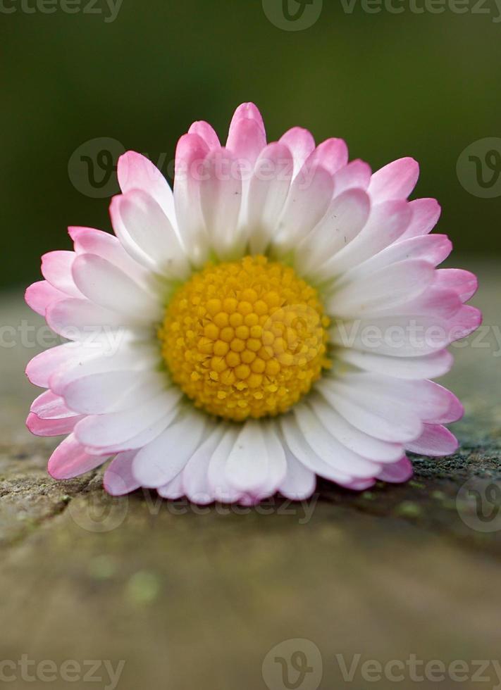 fleur de marguerite blanche et rose au printemps 2500867 Banque de photos