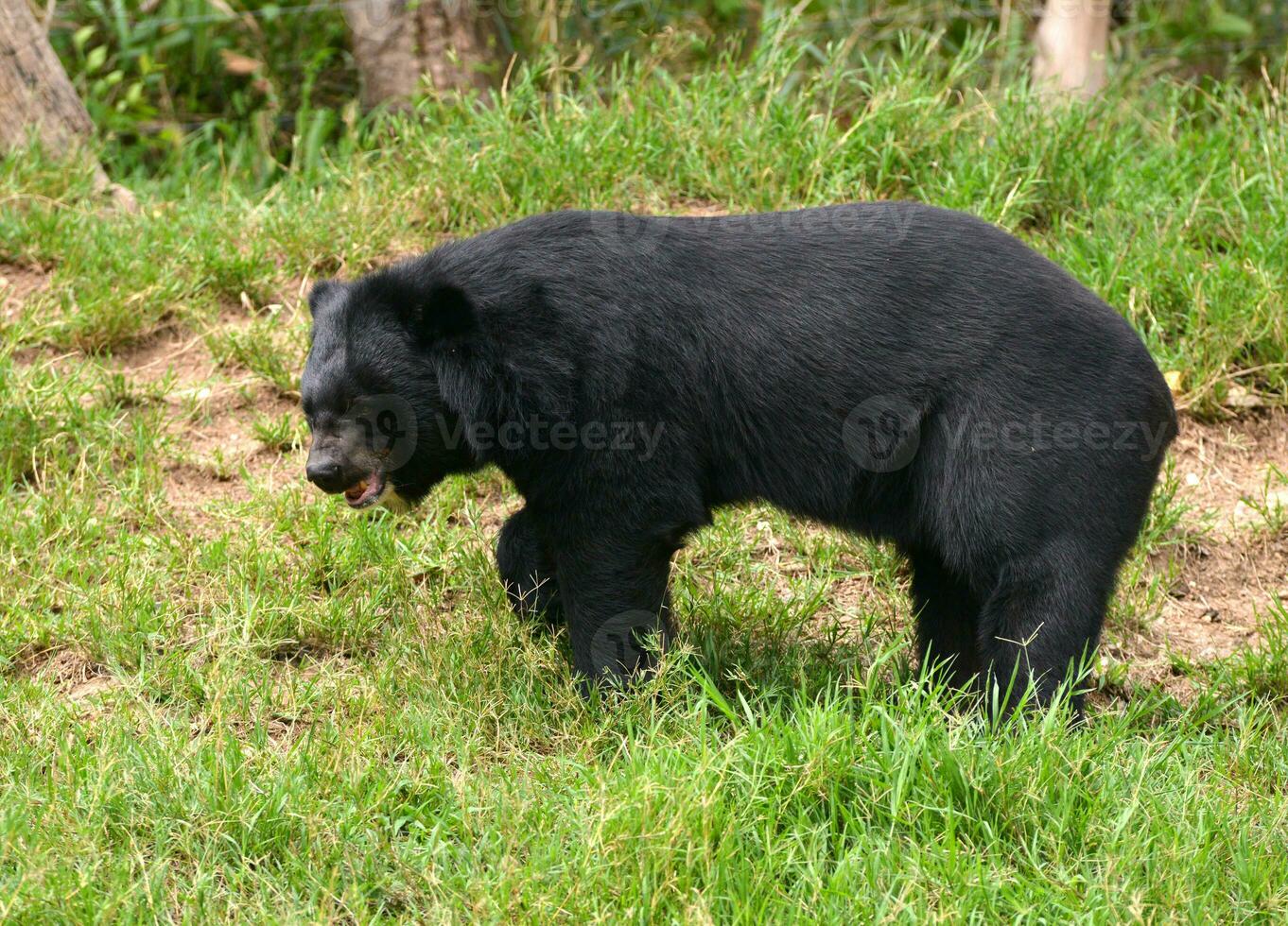 ours noir asiatique photo