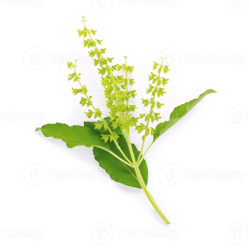 Blanchiment de feuilles de basilic sacré frais isoler sur fond blanc photo