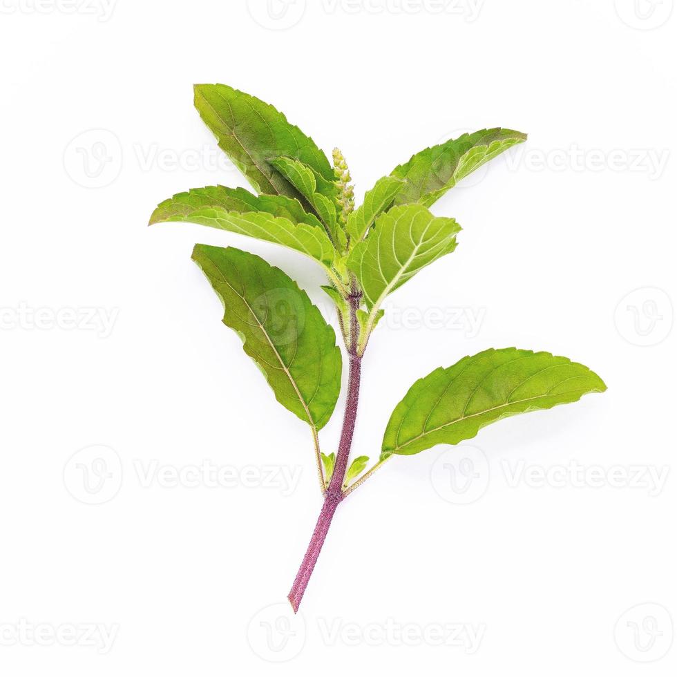 Blanchiment de feuilles de basilic sacré frais isoler sur fond blanc photo