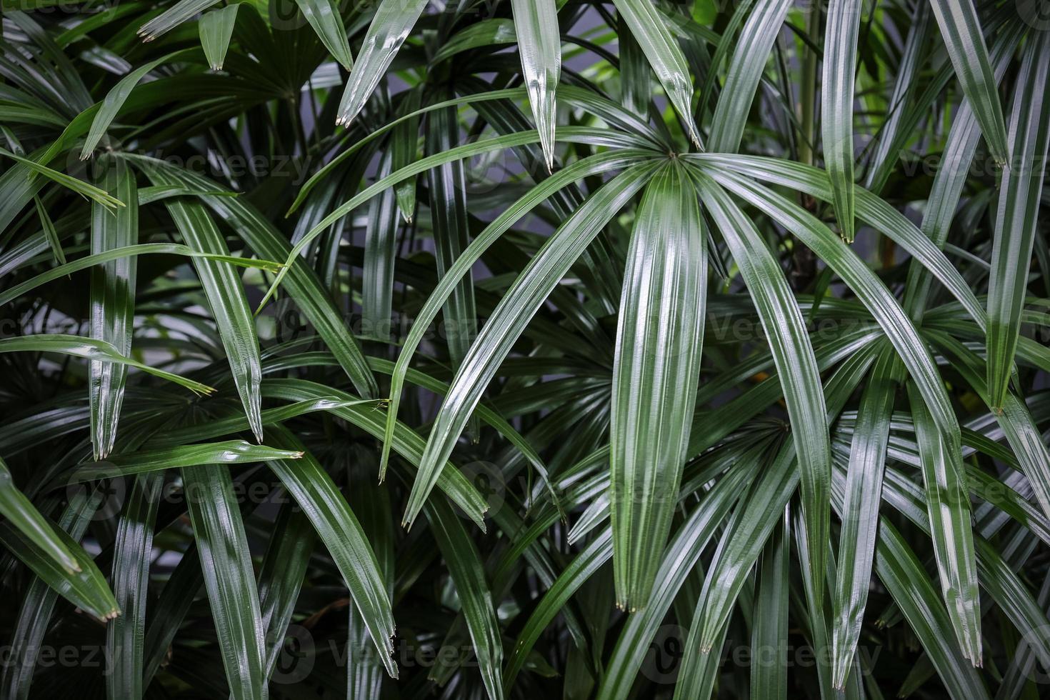 Rhapis excelsa ou lady palmier dans le jardin fond de feuilles tropicales photo