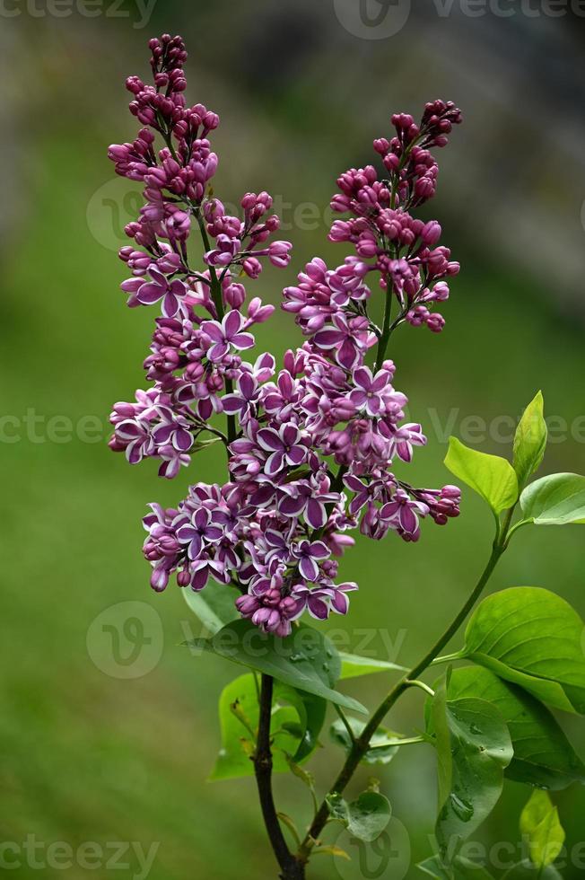 arbuste à fleurs violet foncé photo