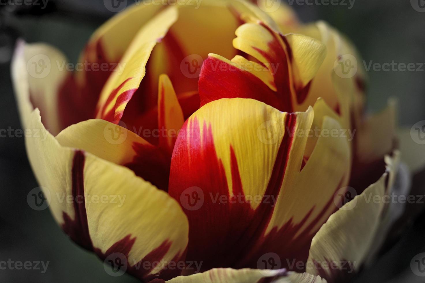 bague tulipe pleine photo