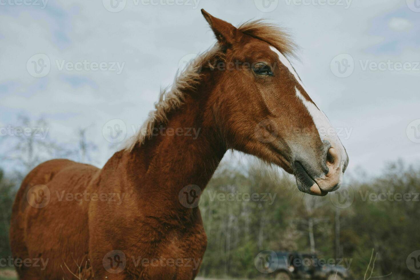 cheval dans le champ mammifère la nature animaux mammifères paysage photo