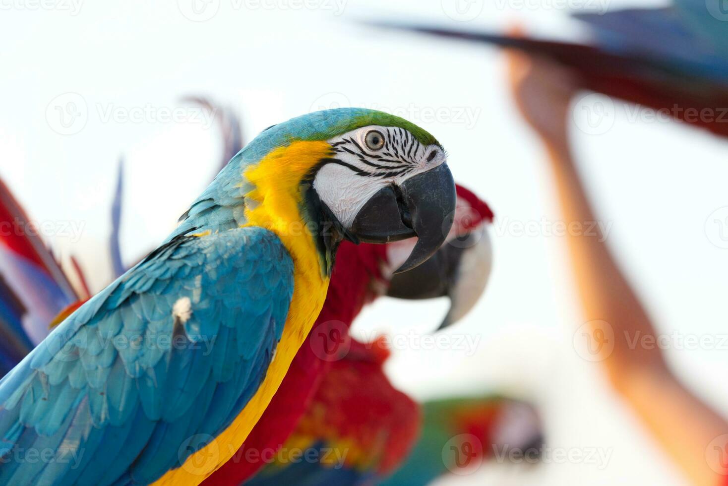 proche en haut de coloré écarlate ara perroquet animal de compagnie perche sur perchoir branche avec bleu clair ciel Contexte photo