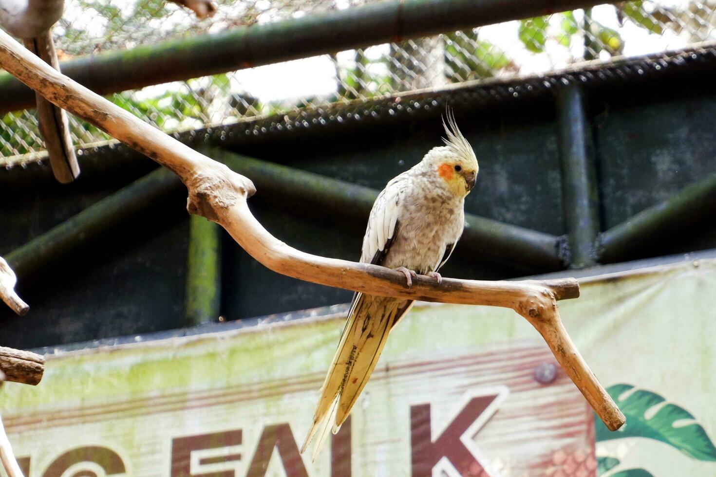 sélectif concentrer de calopsitte oiseau perché dans ses enceinte dans le après-midi. génial pour éduquer les enfants à propos sauvage animaux. photo