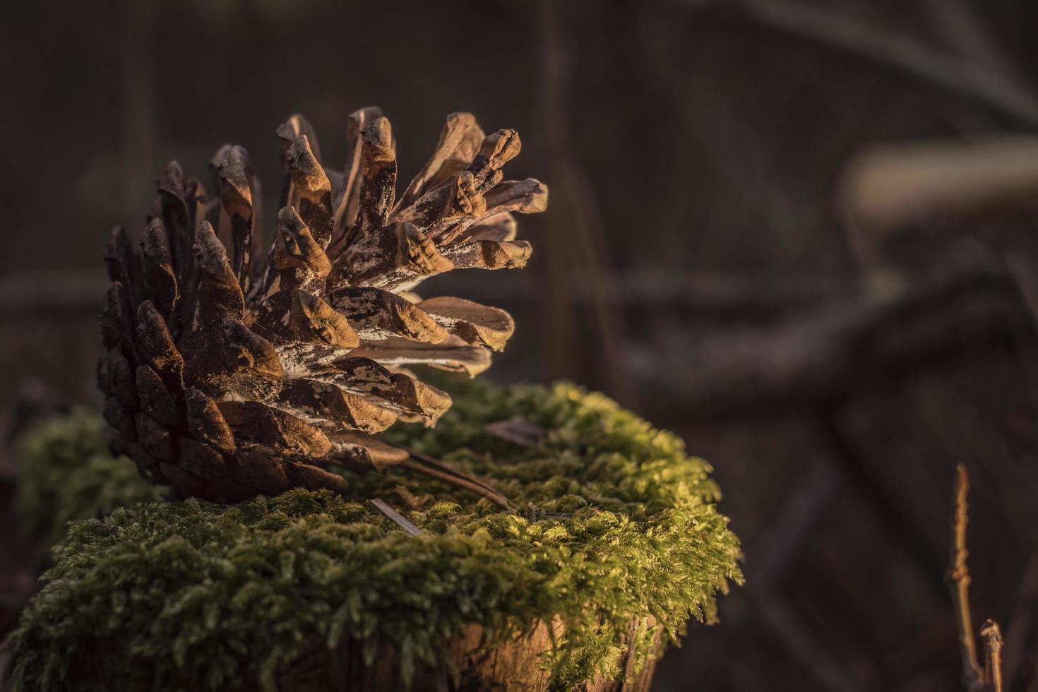 pomme de pin pour la nouvelle année dans la forêt photo