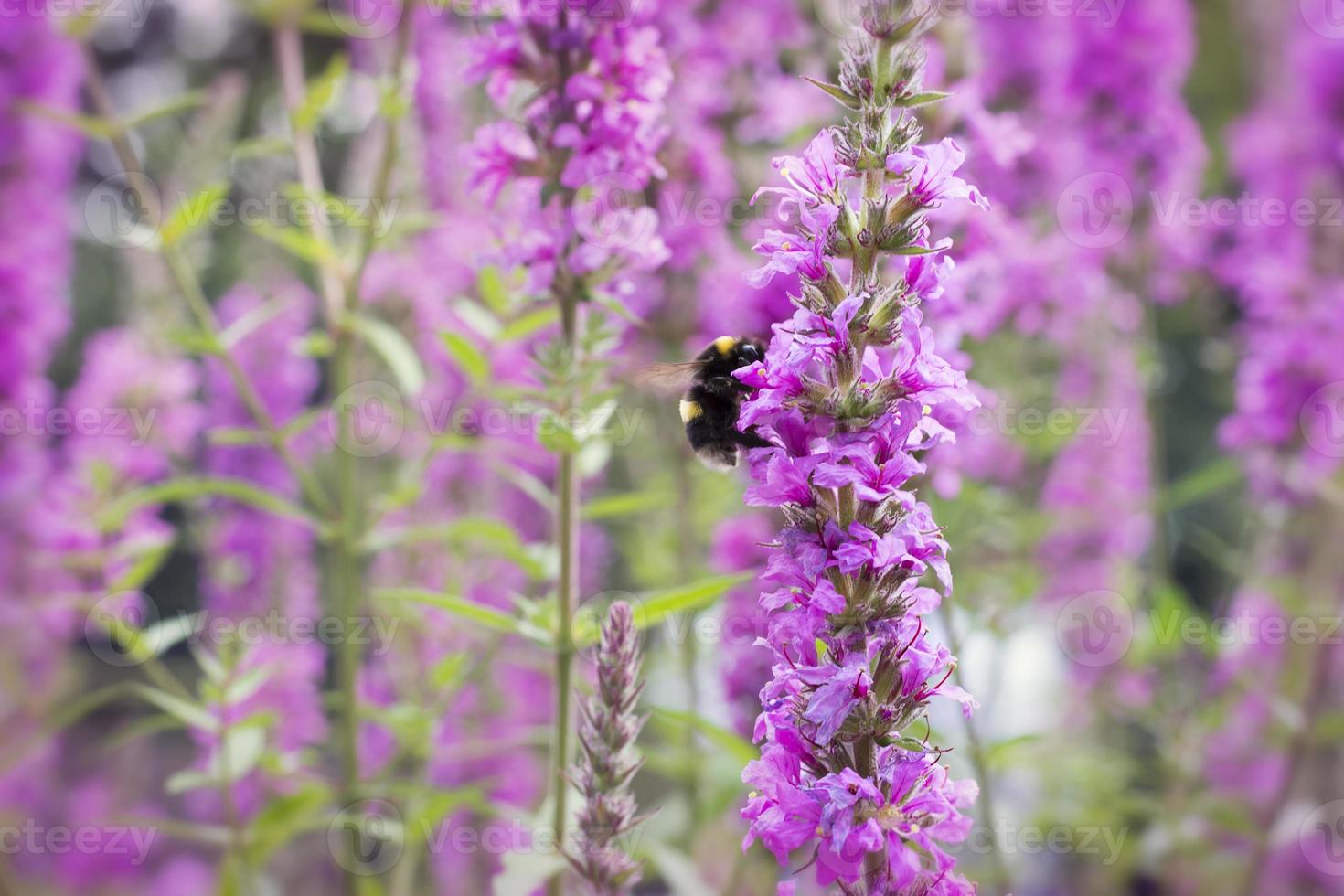 fleur rose et bourdon dans la nature ou le jardin photo