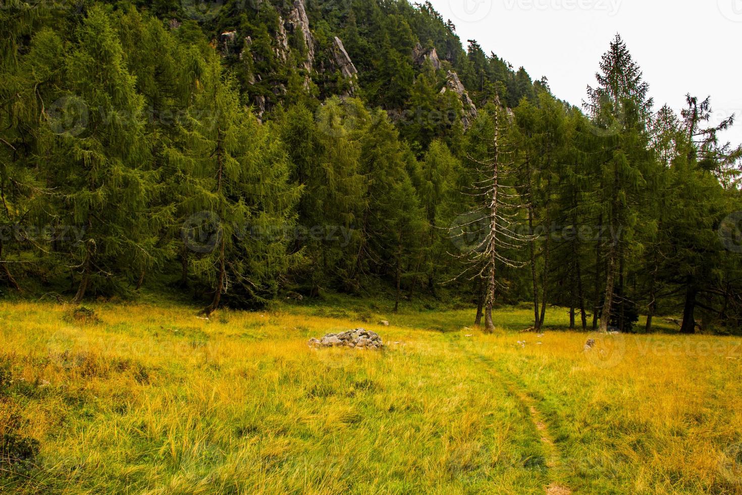 chemin vers les arbres photo